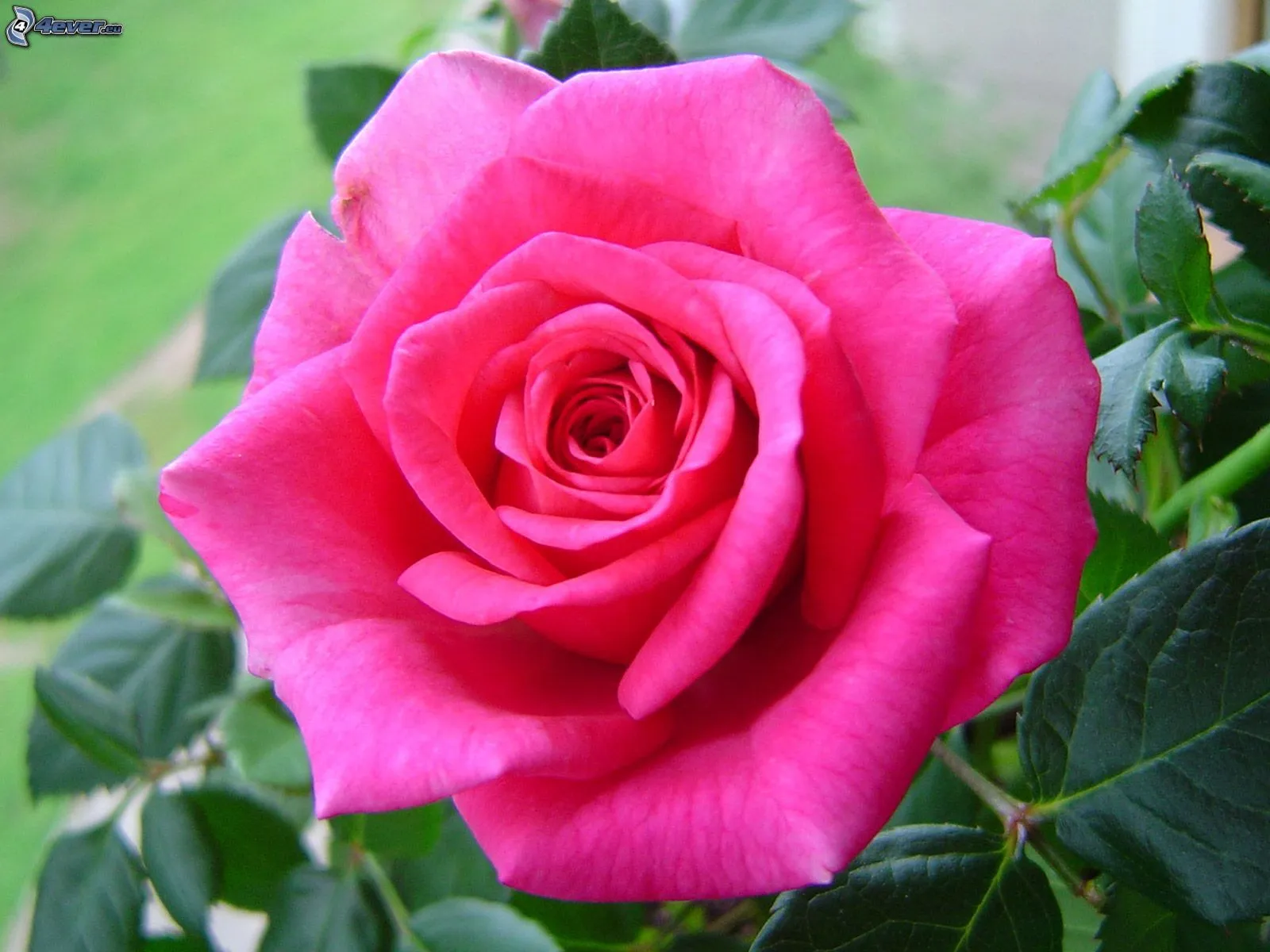 De Rosas Color Rosa Fondos Pantalla 1366x768 Descripcion Bouquet ... De Rosas Color Rosa Fondos Pantalla 1366x768 Descripcion Bouquet ...