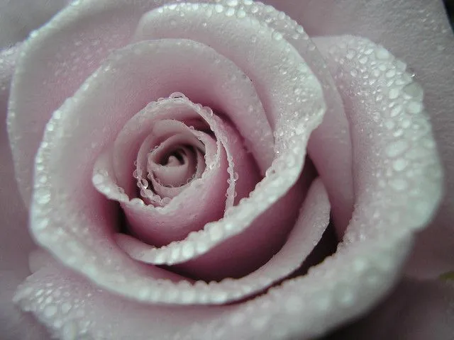 Rosas y jazmines | Flickr - Photo Sharing!