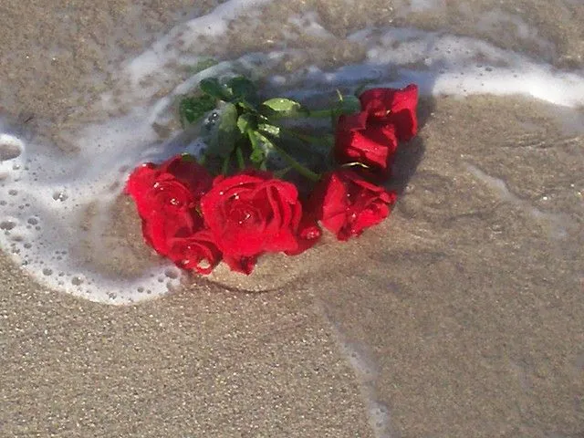 Rosas en el mar... | Flickr - Photo Sharing!