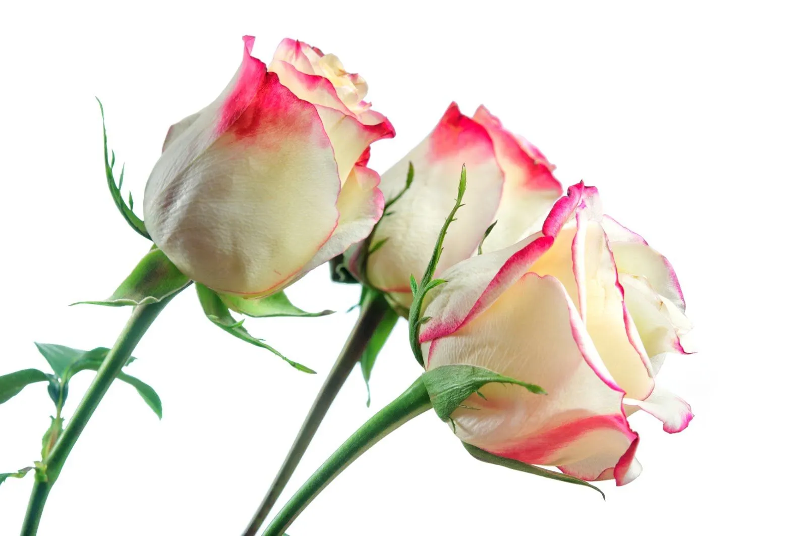 Rosas matizadas blancas con pétalos de color rosa | Imagenes para ... Rosas matizadas blancas con pétalos de color rosa | Imagenes para ...