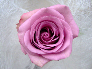 Rosas moradas