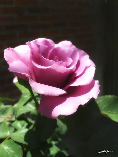 Rosas Moradas 2" by Christopher Johnson | Redbubble Rosas Moradas 2" by Christopher Johnson | Redbubble
