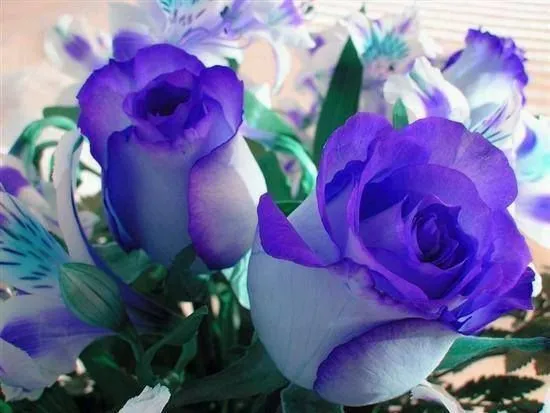 rosas moradas con blanco hermosas | fotos bellas | Pinterest