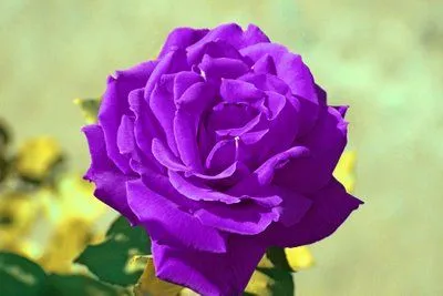 Os dejo una canción | MI ROSA DE LOS VIENTOS Os dejo una canción | MI ROSA DE LOS VIENTOS