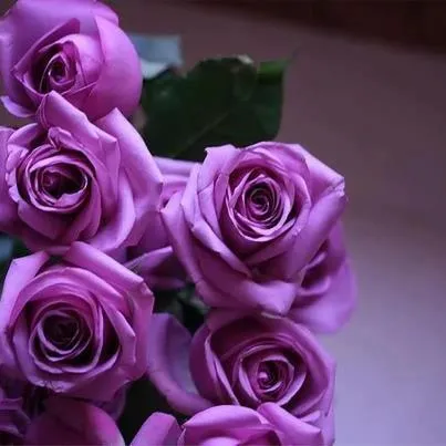 Rosas moradas FaceBook - Imagui