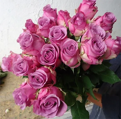 Rosas moradas / Lilas | Flickr - Photo Sharing! Rosas moradas / Lilas | Flickr - Photo Sharing!
