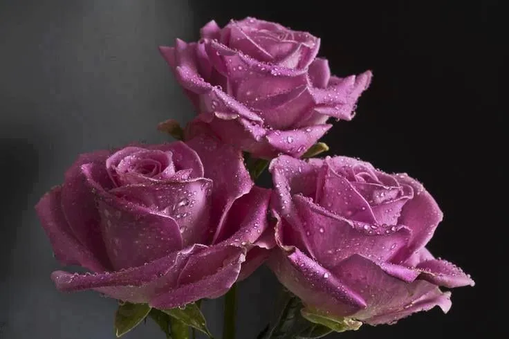 Rosas Moradas on Pinterest | Purple Roses, Rose and Blue Moon