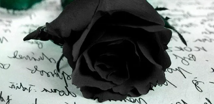 Rosa negra luto - Imagui
