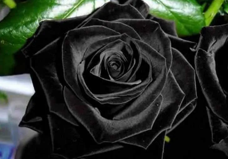 Estas rosas negras no fueron alteradas. La naturaleza simplemente ...