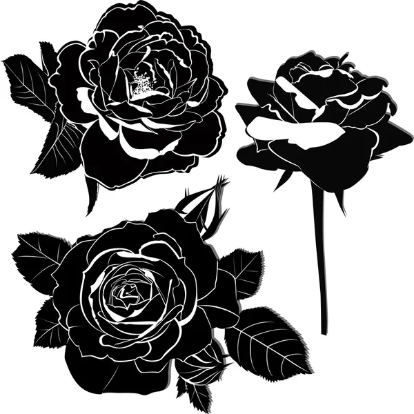 Rosas negras en blanco Vectores de stock libres de derechos ...