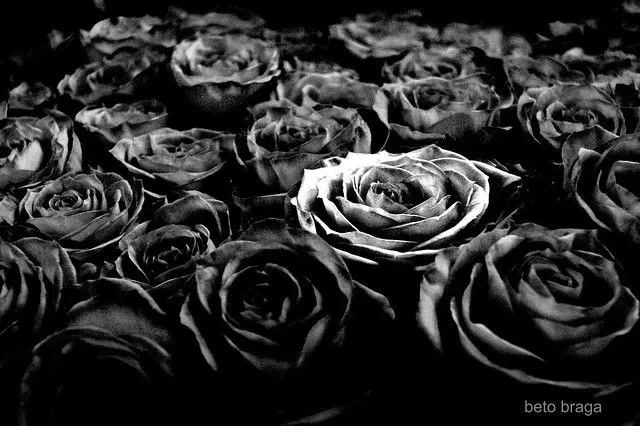 Rosas negras imagen - Imagui