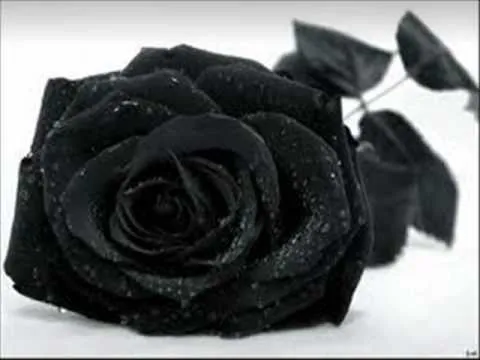 Rosas Negras(full video) - poema - YouTube