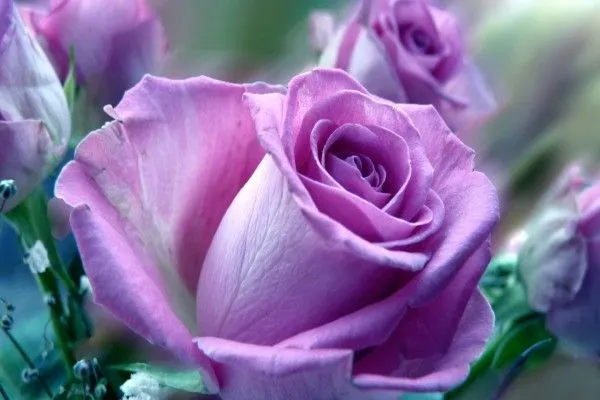 Rosas con pétalos lilas (7834)