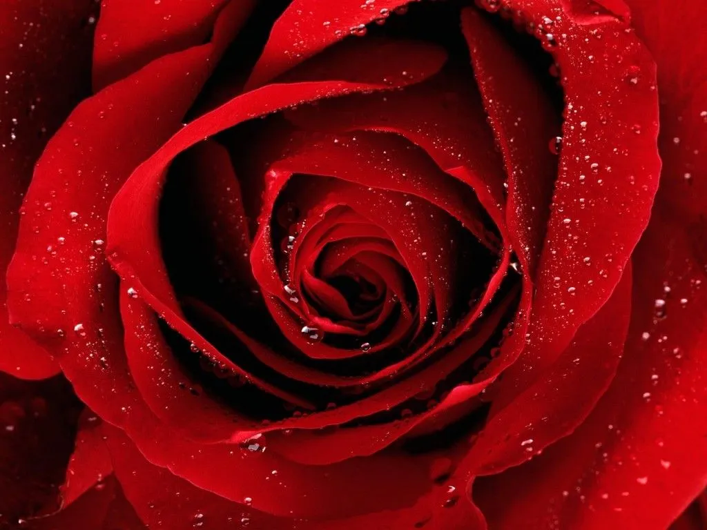 rosas rojas de amor | imagenes de amor con frases, fondo de pantalla ...