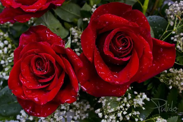 Rosas rojas para ti | Flickr - Photo Sharing!