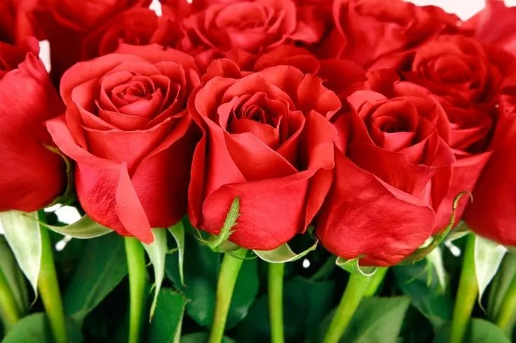 Rosas rojas | Fotos para Facebook | Pinterest