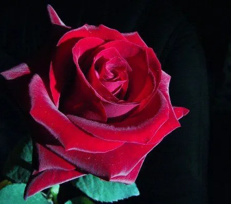 Las rosas rojas mas lindas del mundo - Imagui