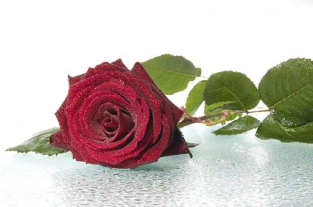 grandes rosas rojas de material de imagen | Descargar Fotos gratis
