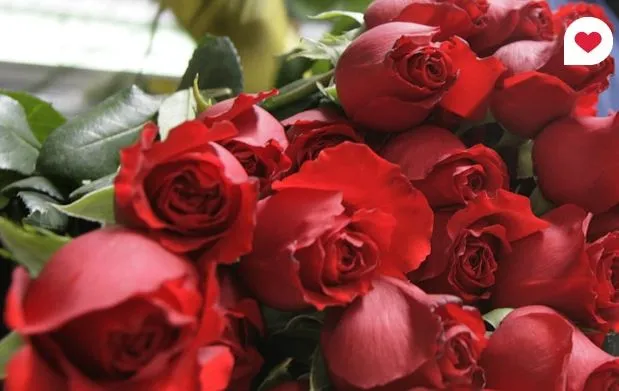Fotos de rosas rojas naturales - Imagui