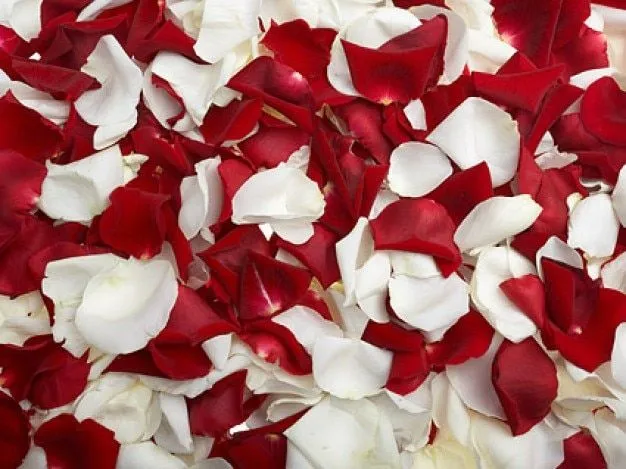 rosas rojas y pétalos de rosas blancas | Descargar Fotos gratis