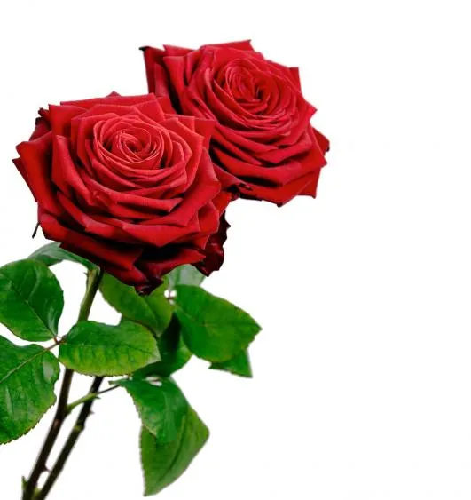 dos rosas rojas, SAN PEDRO DE MERIDA