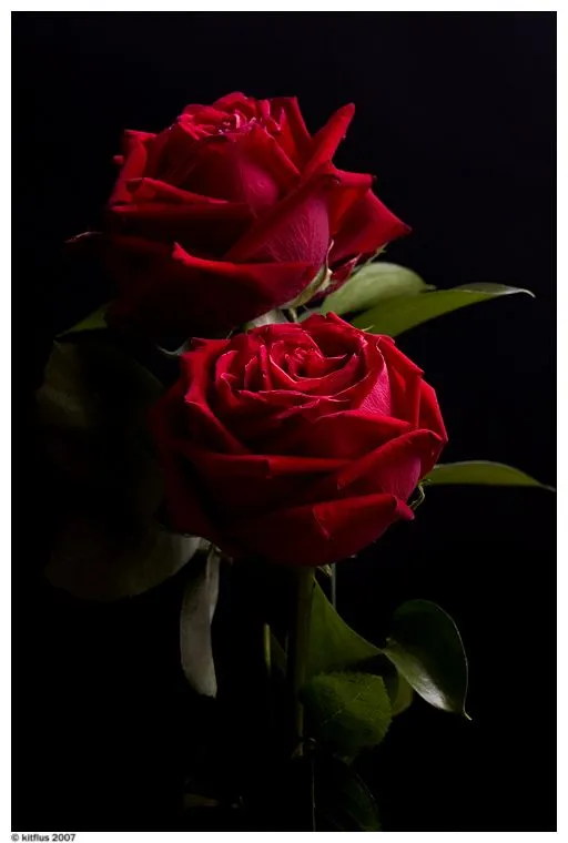 Fotos de rosas tristes - Imagui