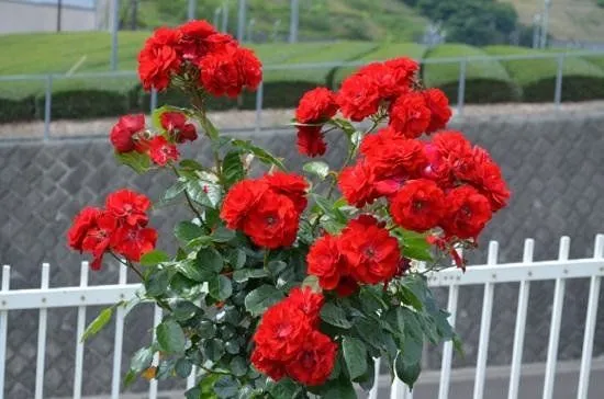 flores lindas - Picture of Shimada City Baranooka Park, Shimada ...