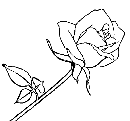 rose coloring book pages | Coloring page Rose to color online ...