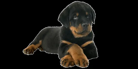 Rottweiler - Guia Completo sobre Todas as Raças de Cães | CachorroGato