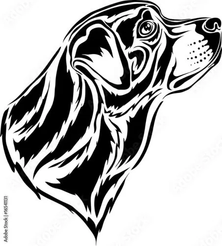 Rottweiler de Kopirin, vector libre de derechos #16541131 en Fotolia. Rottweiler de Kopirin, vector libre de derechos #16541131 en Fotolia.