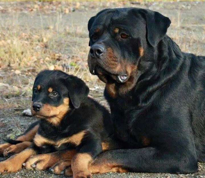 Rottweiler mama y bebe | Razas | Pinterest | Rottweilers and Bebe