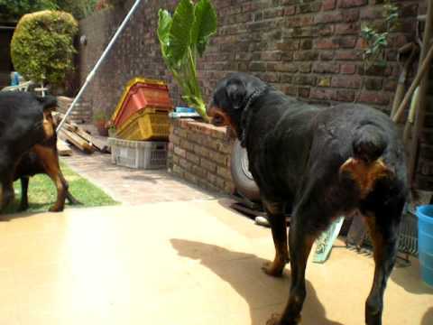 Rottweiler - Perros asesinos - YouTube