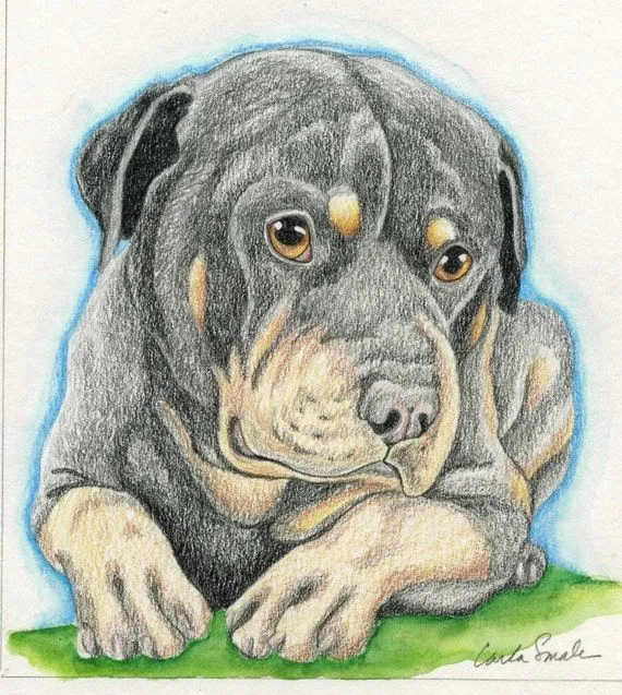 Items similar to Rottweiler Rotti Original Pencil Drawing Pet Dog ...