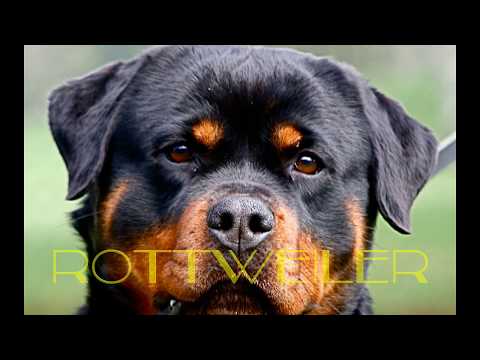 Rottweiler vs Pitbull. Una Pelea Épica : Mascota o Asesino? - YouTube