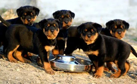 Rottweiler | Wikifaunia, tu enciclopedia de animales