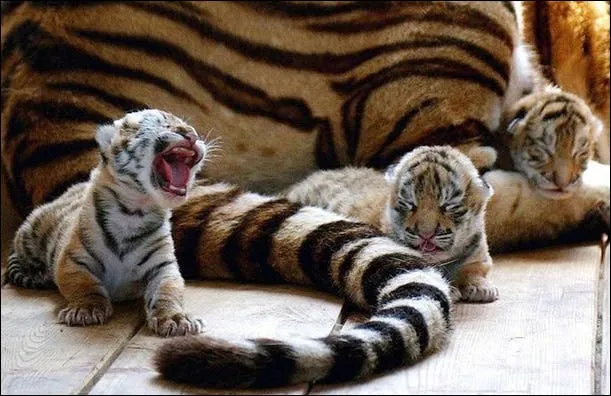 El rugido del tigre se apaga”. El felino feroz está en grave ...