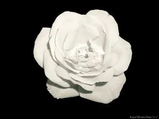 El rUidiTo De EsCriBiR...: CuLtIVo UnA rOsA bLAnCa El rUidiTo De EsCriBiR...: CuLtIVo UnA rOsA bLAnCa