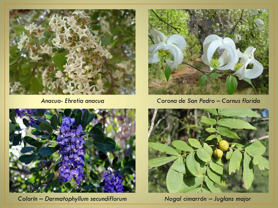 Rumbo a la Sierra Madre Oriental A. C.: Plantas ornamentales y ... Rumbo a la Sierra Madre Oriental A. C.: Plantas ornamentales y ...