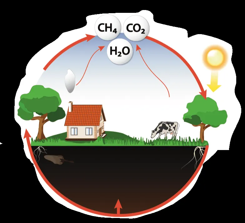 Rumiante y el metano y el cambio climático