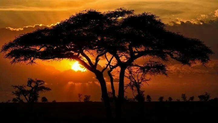 Sabana Africana. Serenghetty. | PAISAJES SABANA | Pinterest