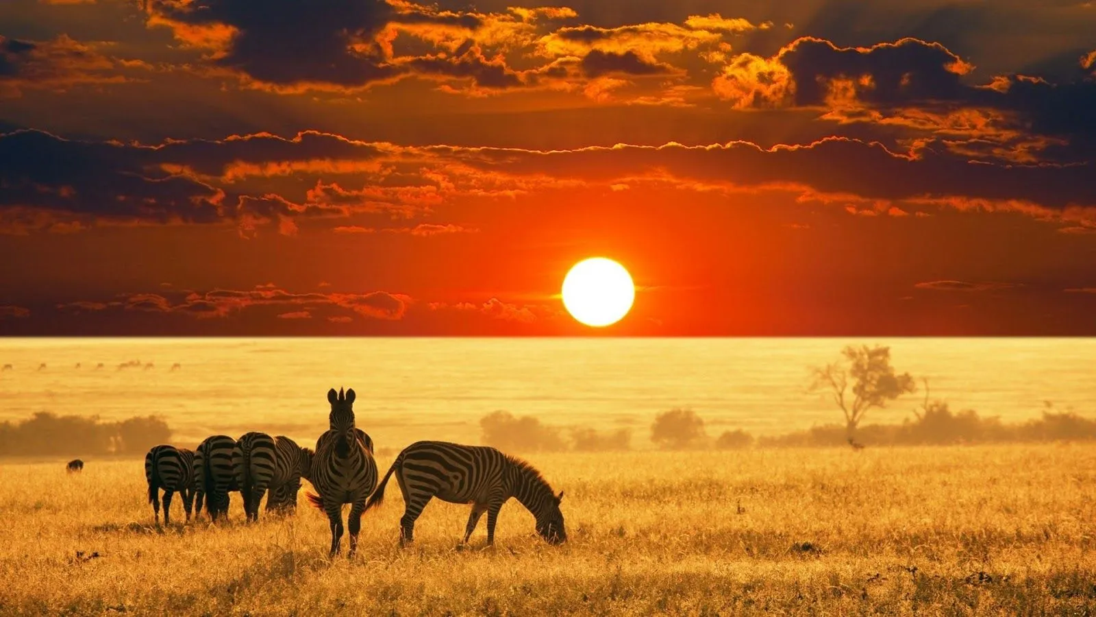 Sabana Africana wallpapers | Photofusionvirtual Sabana Africana wallpapers | Photofusionvirtual