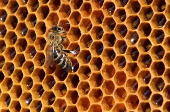 Cuatro cosas que quizá no sabías de las abejas | Biología ...
