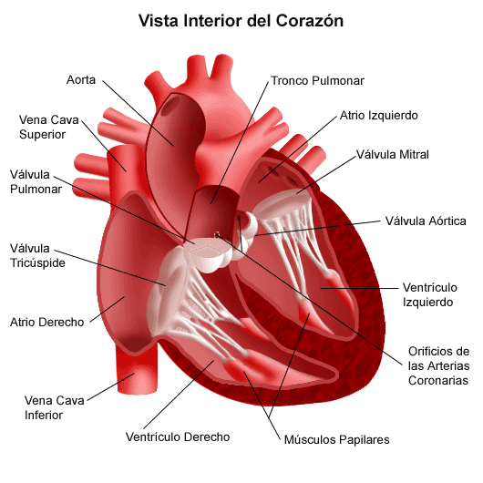 Dibujo del corazon humano con sus partes - Imagui