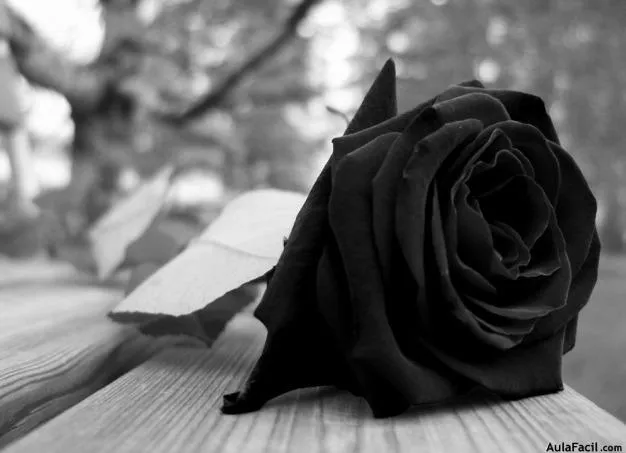 Moño negro funeral - Imagui