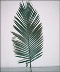 Lo que no sé es de dónde sacaré las hojas de palmera xD. Lo que no sé es de dónde sacaré las hojas de palmera xD.