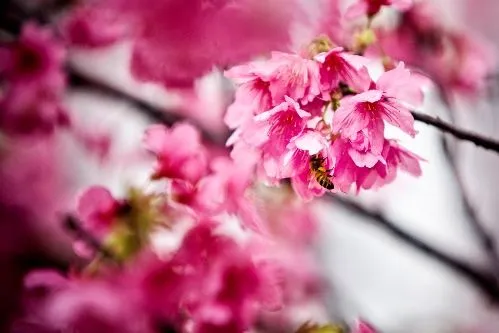 Sakura, bellos cerezos en flor en Japón | SobreFotos