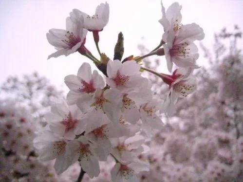 Sakura, bellos cerezos en flor en Japón | SobreFotos
