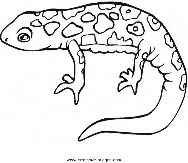 Imagenes para dibujar de salamandra - Imagui