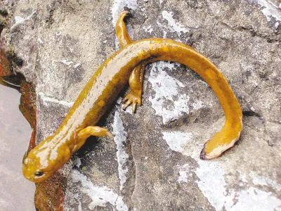 Salamandra gigante,animal en mayor peligro y más exótico_Spanish. Salamandra gigante,animal en mayor peligro y más exótico_Spanish.