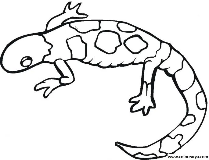 Imagenes para dibujar de salamandra - Imagui